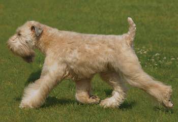 Soft Coated Wheaten Terrier - Dog and Puppy Pictures