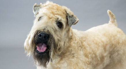 Whoodles Of Raisin Tree – Wheaten Terrier - Dog Breeders