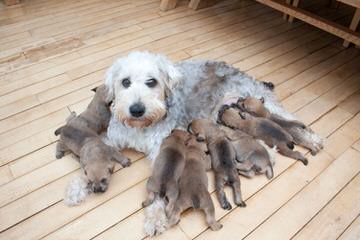 North Carolina Wheaten Terriers - Dog Breeders