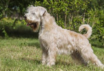 Soft Coated Wheaten Terrier - Dog Breeders
