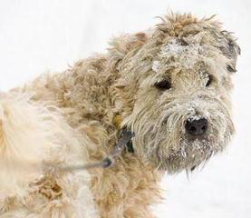 Soft Coated Wheaten Terrier - Dog and Puppy Pictures