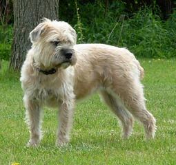 North Carolina Wheaten Terriers - Dog Breeders