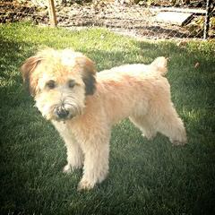 Liberty Farm Wheatens - Dog and Puppy Pictures