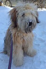 Soft Coated Wheaten Terriers - Dog Breeders