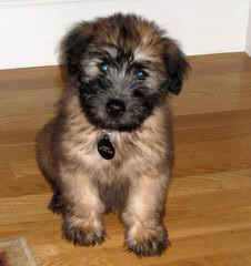 Soft Coated Wheaten Terriers - Dog and Puppy Pictures