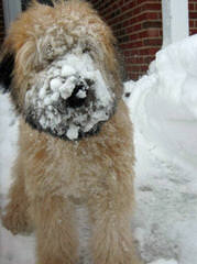 North Carolina Wheaten Terriers - Dog and Puppy Pictures