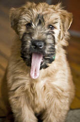 North Carolina Wheaten Terriers - Dog Breeders