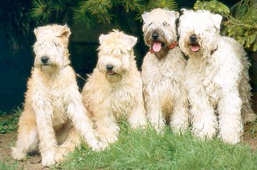 Zulusky Spanish Waterdogs - Dog Breeders