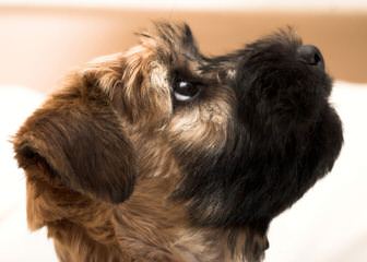 North Carolina Wheaten Terriers - Dog Breeders