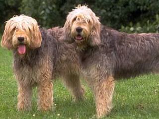 Zulusky Spanish Waterdogs - Dog and Puppy Pictures