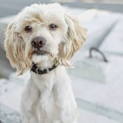 Liberty Farm Wheatens - Dog Breeders