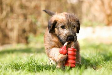 Soft Coated Wheaten Terriers - Dog and Puppy Pictures