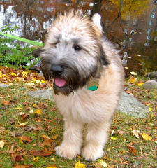 North Carolina Wheaten Terriers - Dog Breeders