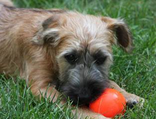 Zulusky Spanish Waterdogs - Dog Breeders