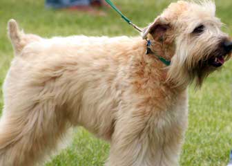 Wheaten Terrier – Non-Shedding - Dog Breeders