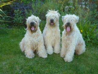 THE SOFT IRISH GENTLEWHEATEN - Dog Breeders