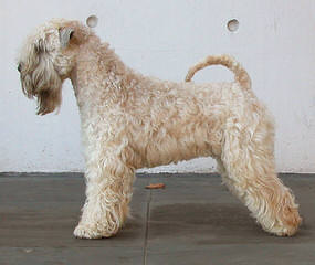 THE SOFT IRISH GENTLEWHEATEN - Dog Breeders