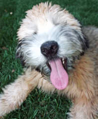 Wheaten Terrier – Non-Shedding - Dog Breeders