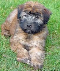 Soft Coated Wheaten Terriers - Dog and Puppy Pictures