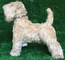 Whoodles Of Raisin Tree – Wheaten Terrier - Dog and Puppy Pictures