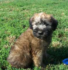 Whoodles Of Raisin Tree – Wheaten Terrier - Dog and Puppy Pictures