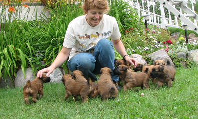 North Carolina Wheaten Terriers - Dog and Puppy Pictures