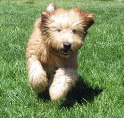 Soft Coated Wheatens Puppies - Dog and Puppy Pictures