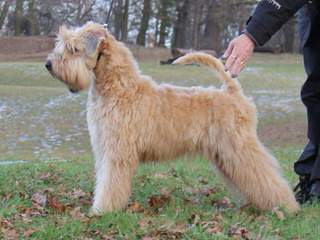 THE SOFT IRISH GENTLEWHEATEN - Dog and Puppy Pictures