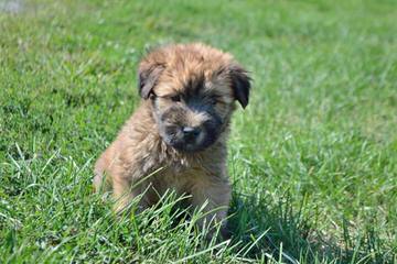 North Carolina Wheaten Terriers - Dog Breeders