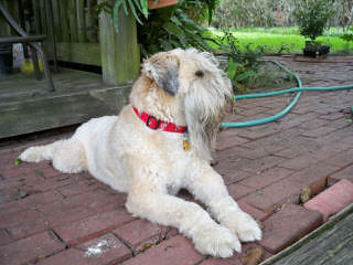 Soft Coated Wheaten Terriers - Dog Breeders