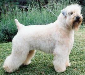 Soft Coated Wheaten Terrier - Dog Breeders