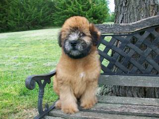 Soft Coated Wheaten Terrier - Dog Breeders