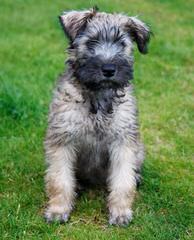 Liberty Farm Wheatens - Dog Breeders