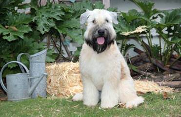 North Carolina Wheaten Terriers - Dog and Puppy Pictures