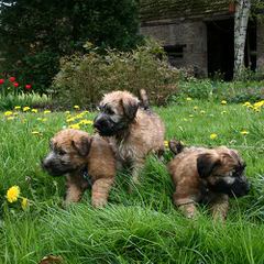 THE SOFT IRISH GENTLEWHEATEN - Dog and Puppy Pictures