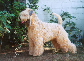 Wheaten Terrier – Non-Shedding - Dog Breeders