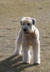 North Carolina Wheaten Terriers - Dog and Puppy Pictures