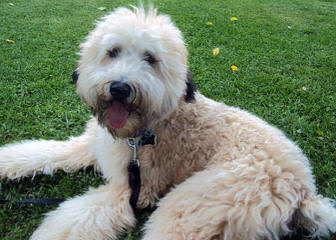 North Carolina Wheaten Terriers - Dog Breeders