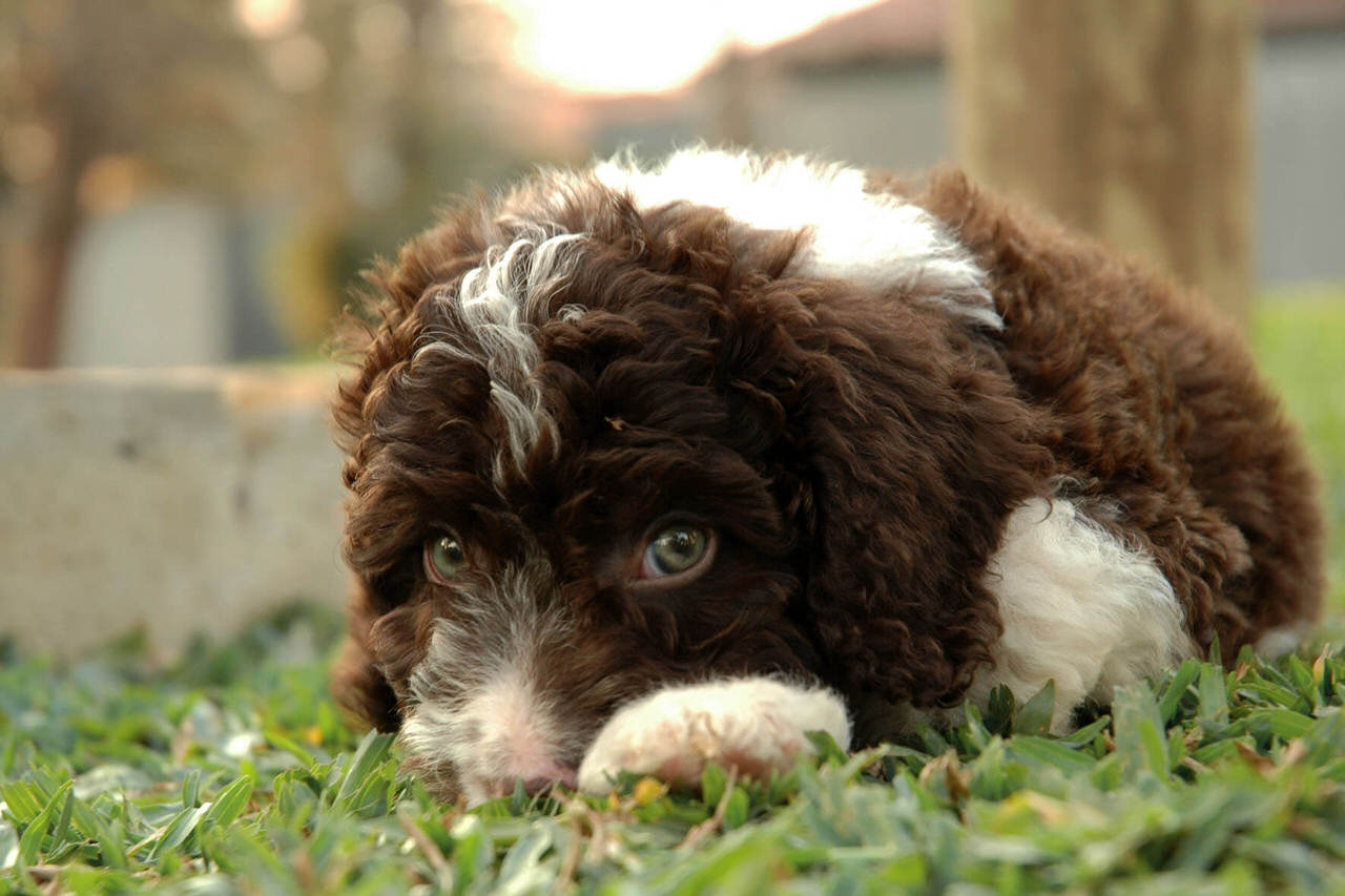 Spanish Water Dog Dogs and Puppies