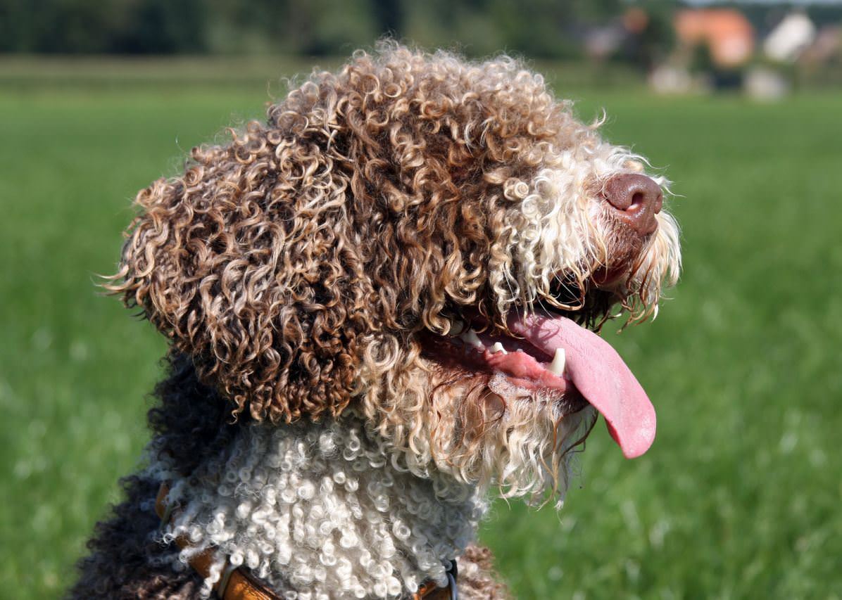 Spanish Water Dog Dogs and Puppies