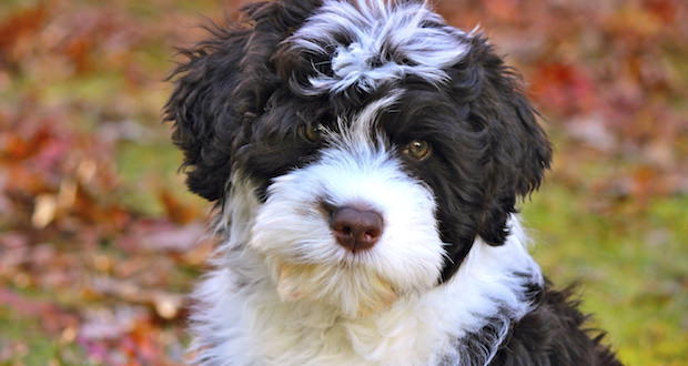 Spanish Water Dog Dogs and Puppies