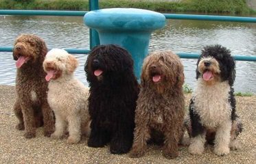 Spanish Water Dog Puppies - Dog Breeders