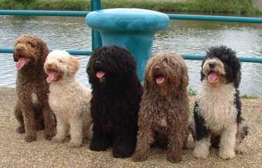 Spanish Water Dog Puppy - Dog and Puppy Pictures