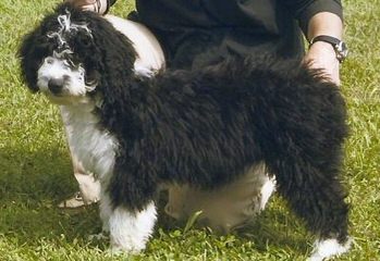 Fundy Bay Spanish Water Dogs - Dog Breeders