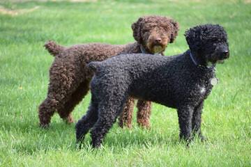 Spanish Water Dog Puppies - Dog Breeders