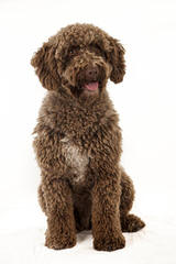 Highview Spanish Water Dogs - Dog Breeders