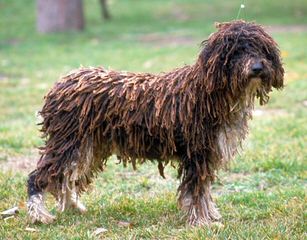 Spanish Water Dog Puppy - Dog Breeders