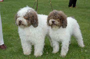 Spanish Water Dog Puppies - Dog and Puppy Pictures