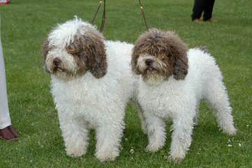 Highview Spanish Water Dogs - Dog Breeders