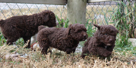 Spanish Water Dog Puppy - Dog Breeders